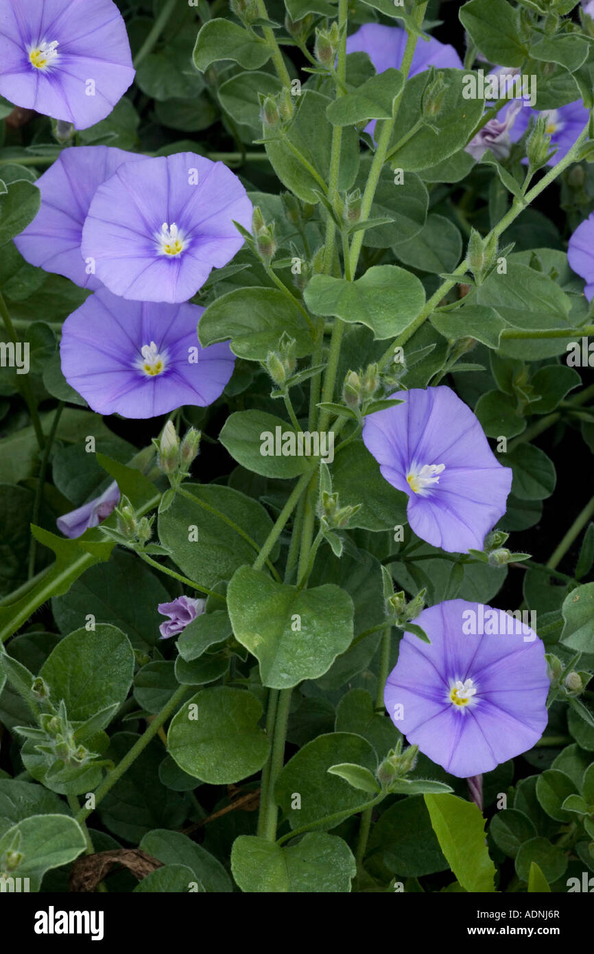 A blue bindweed from S Europe and N Africa Convolvulus sabatius Italy Stock Photo