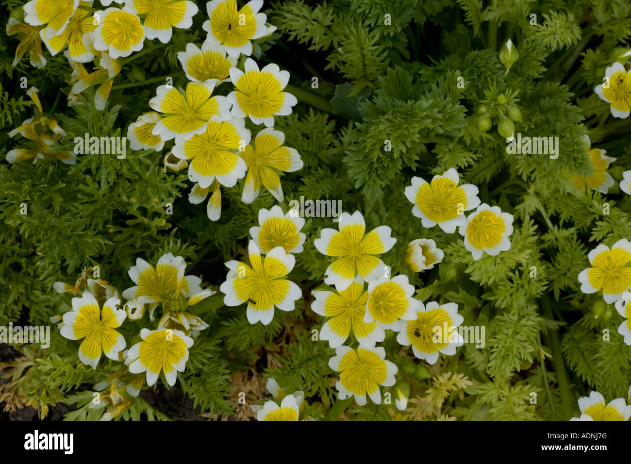 Poached egg plant, common meadow foam, Limnanthes douglasii USA Stock Photo
