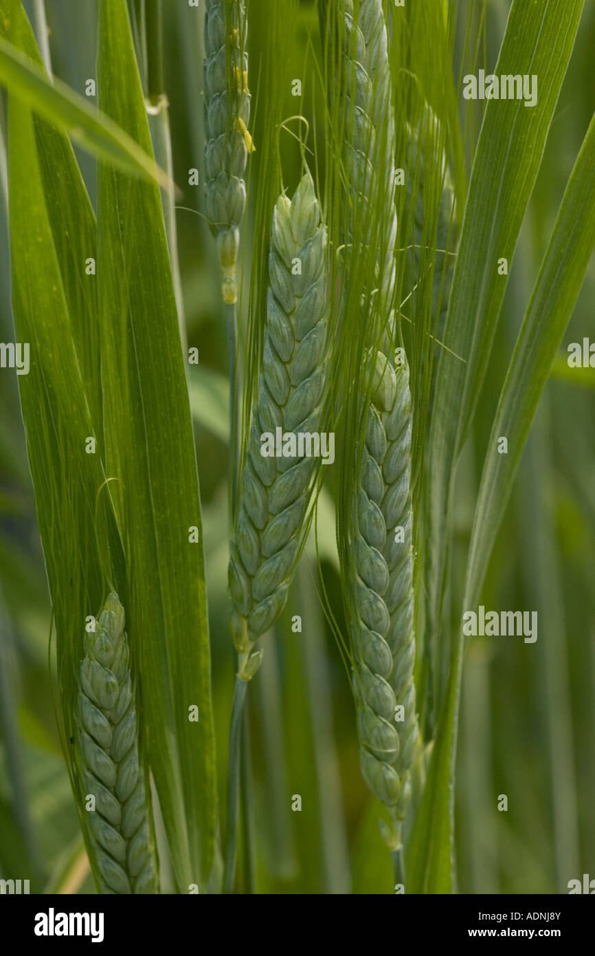 Wild Emmer wheat, Triticum dicoccoides, a fore runner of modern wheat In cultivation Stock Photo