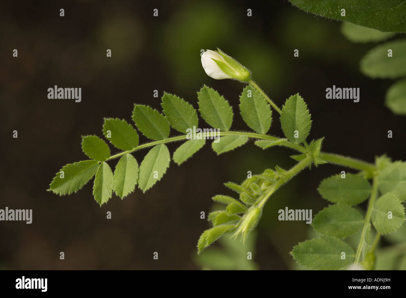 Chick pea (Cicer arietinum ) in flower, close-up Stock Photo
