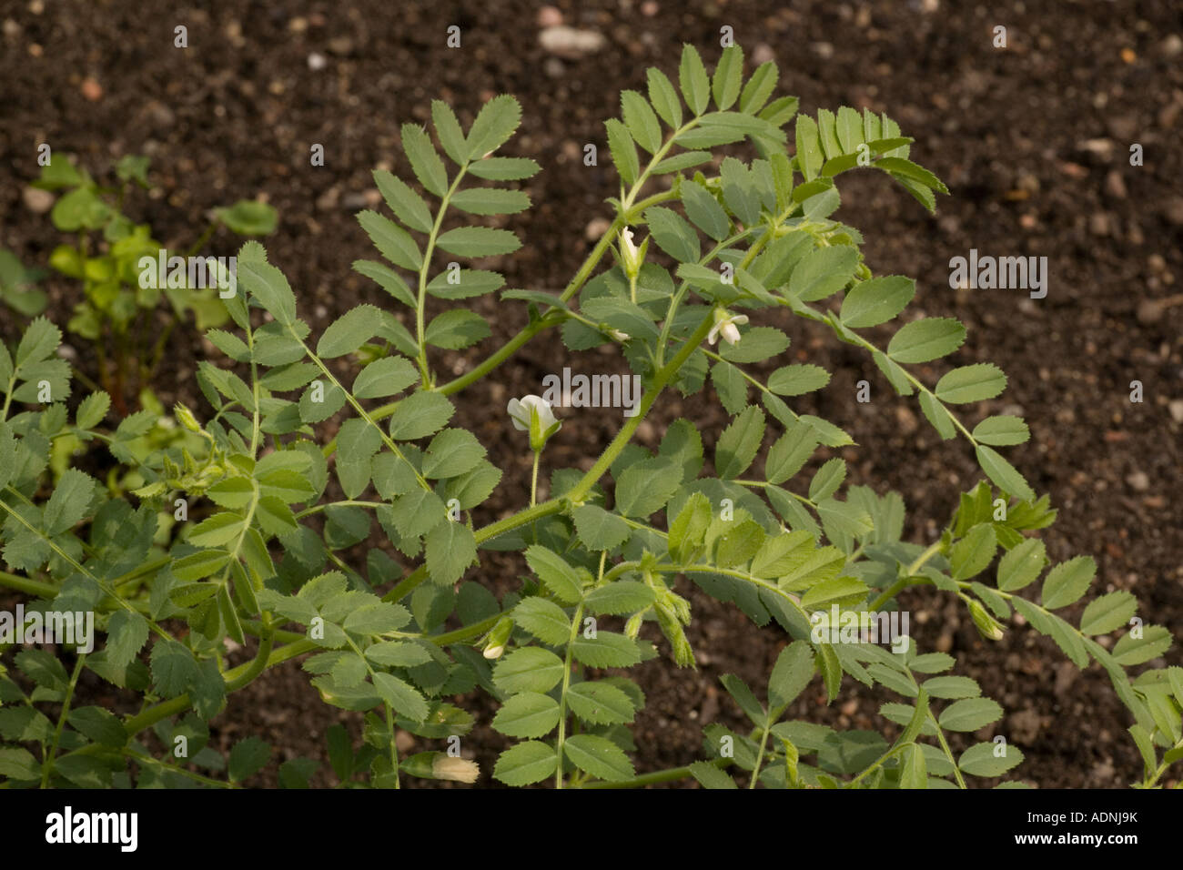 Chick pea in flower Cicer arietinum Widespread crop in warmer parts of the world Stock Photo