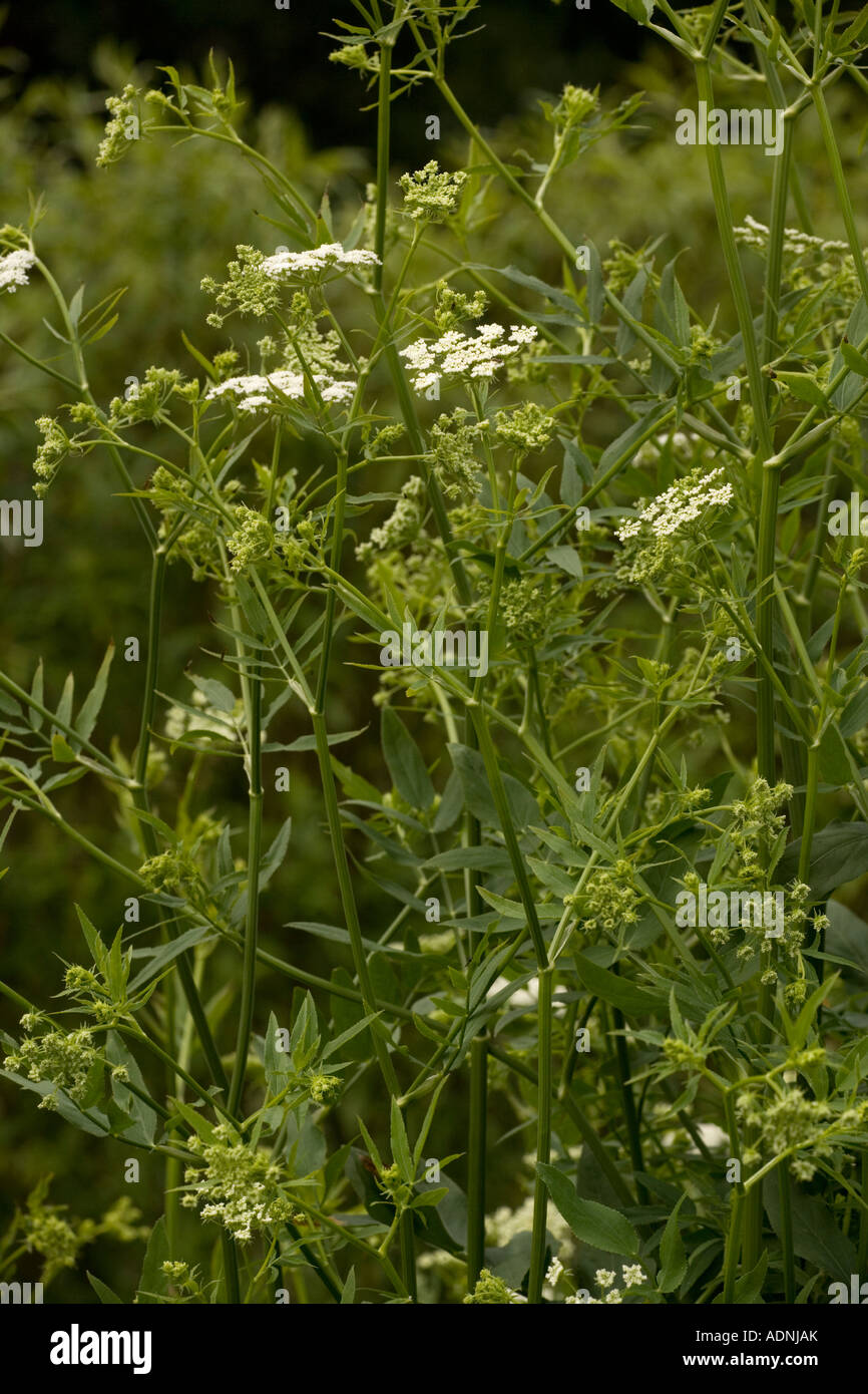 Skirret, An east Asian plant grown for its edible roots and other parts Stock Photo