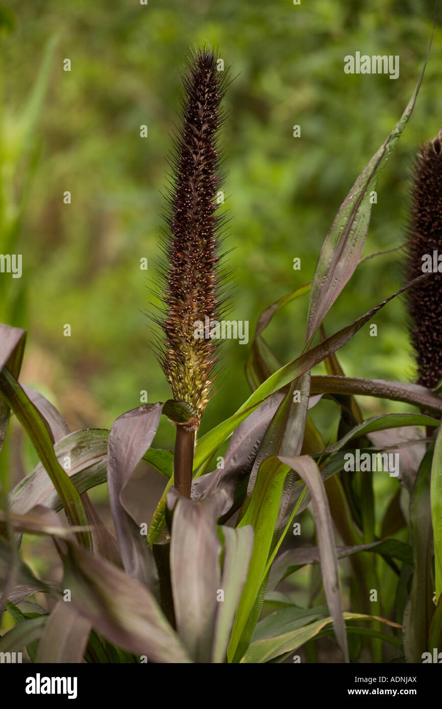 Pearl or bulrush millet, Pennisetum americanum, Crop Stock Photo Alamy