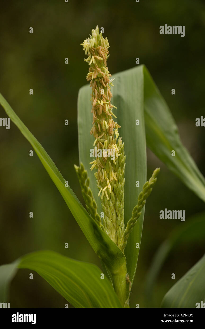 Flowers of maize Zea mays ancient central american crop of uncertain origin Also known as corn in US Stock Photo