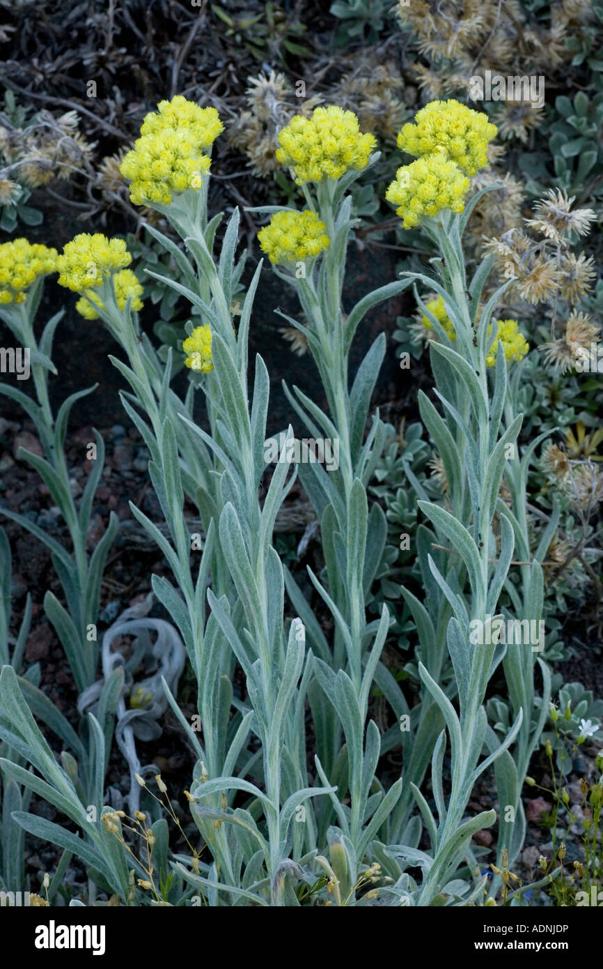 An immortelle or everlasting Helichrysum splendidum from southern Africa Stock Photo