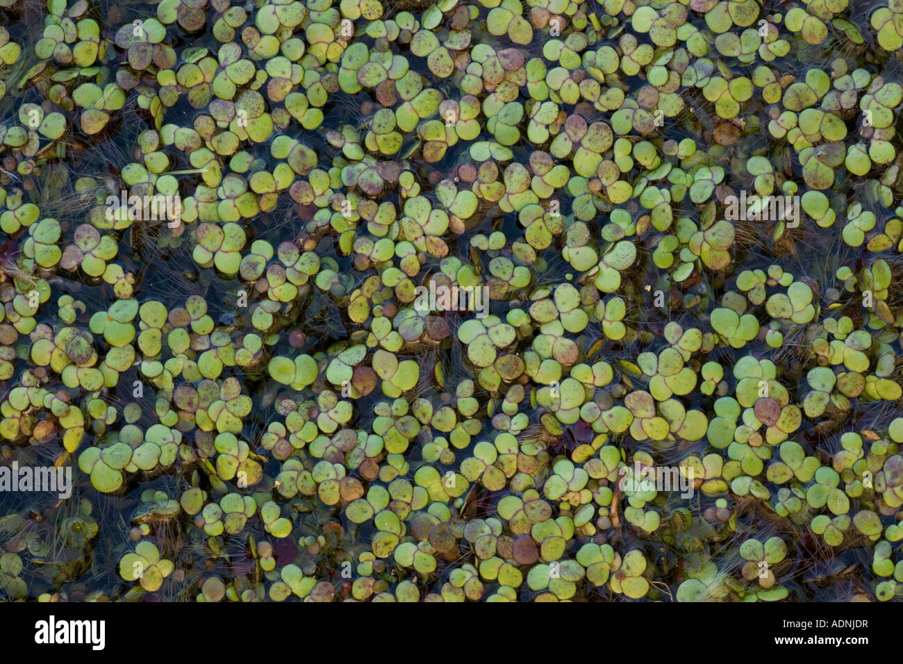 Greater Duckweed Spirodela polyrhiza Lemna on pond surface Hants Stock Photo
