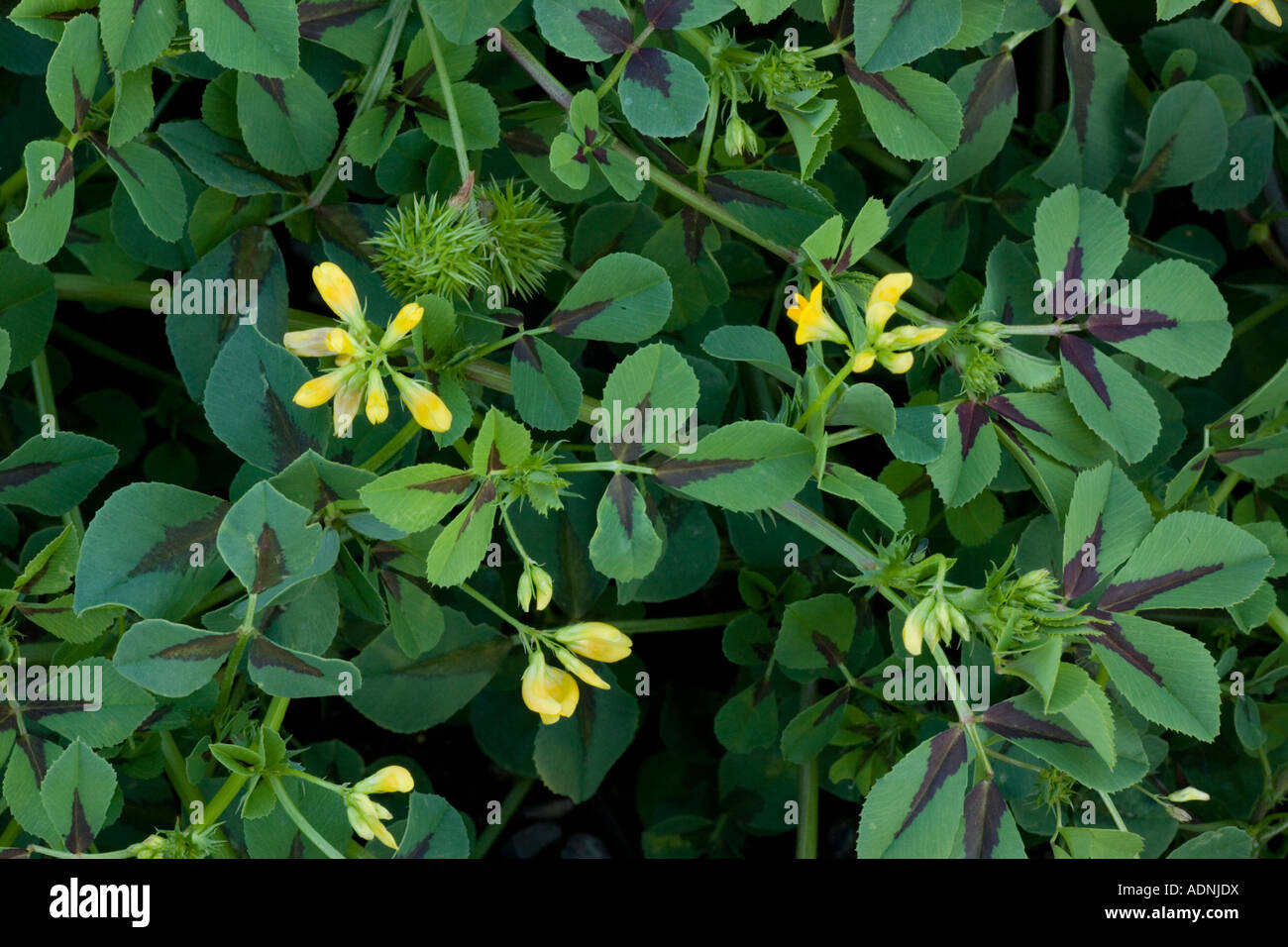 A medick, Medicago intertexta, showing flowers and fruit from south Europe Stock Photo