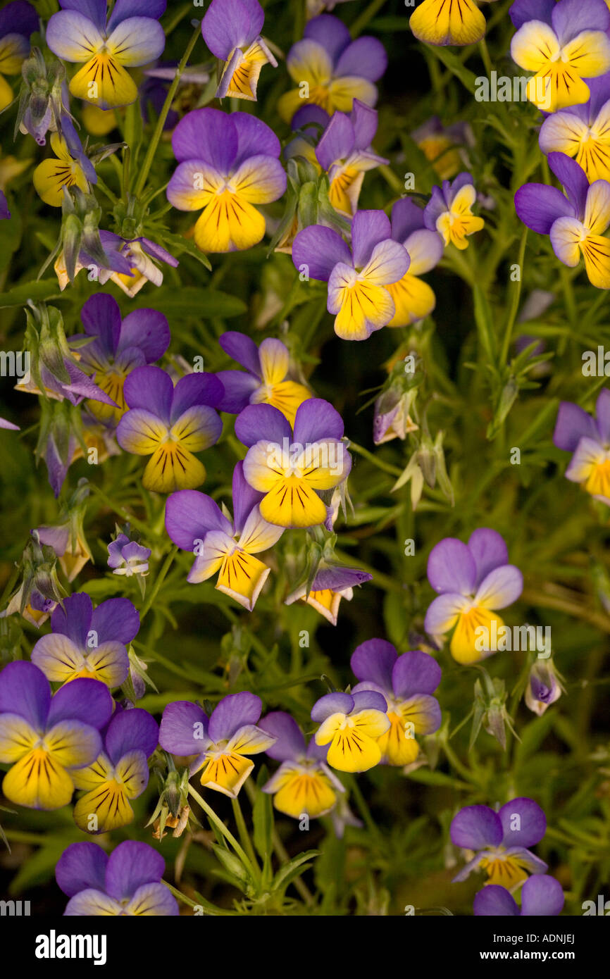 A hybrid pansy (Viola x wittrockiana) closeup Stock Photo Alamy