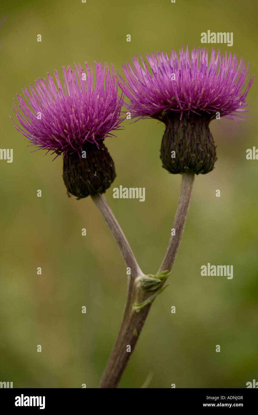 Melancholy thistle (Cirsium heterophyllum) closeup, Teesdale, England
