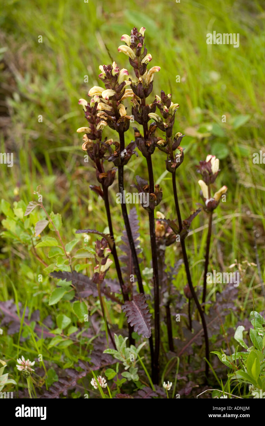 Moor king Pedicularis sceptrum carolinae A northern lousewort Sweden Stock Photo