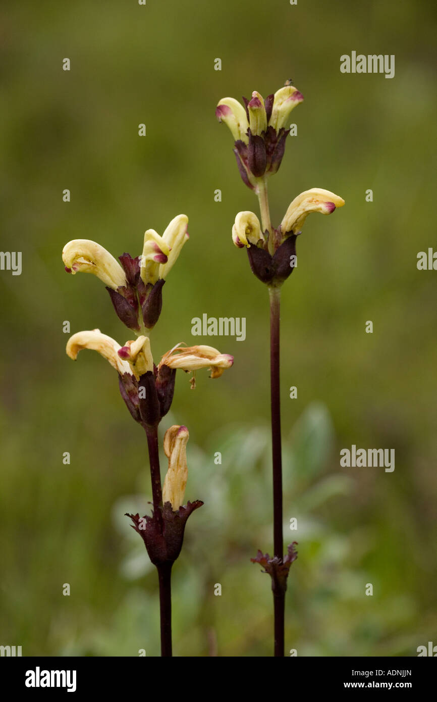Moor king lousewort (Pedicularis sceptrum-carolinae) close-up, Sweden, Europe Stock Photo