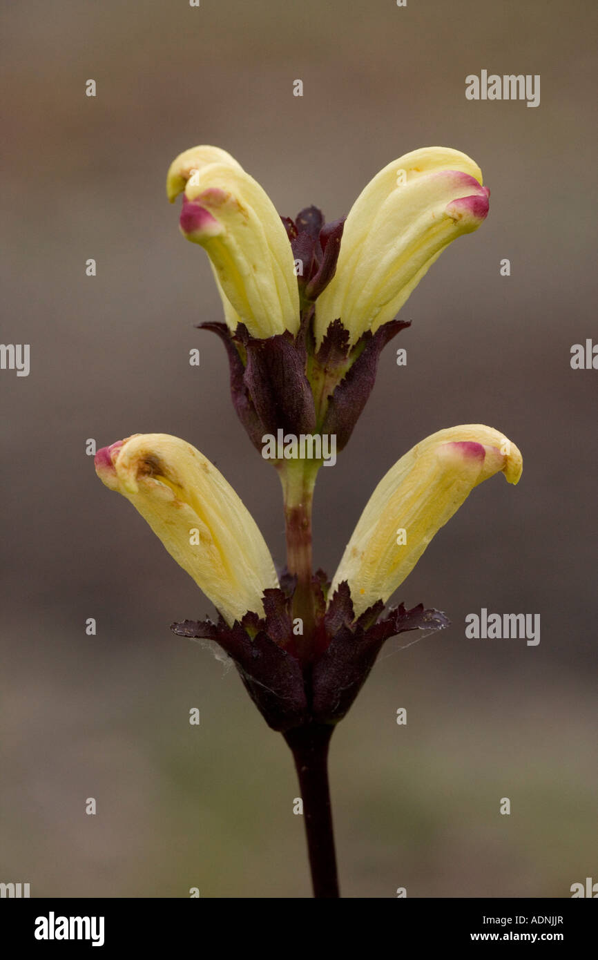 Moor-king lousewort (Pedicularis sceptrum-carolinum) close-up, Sweden, Europe Stock Photo