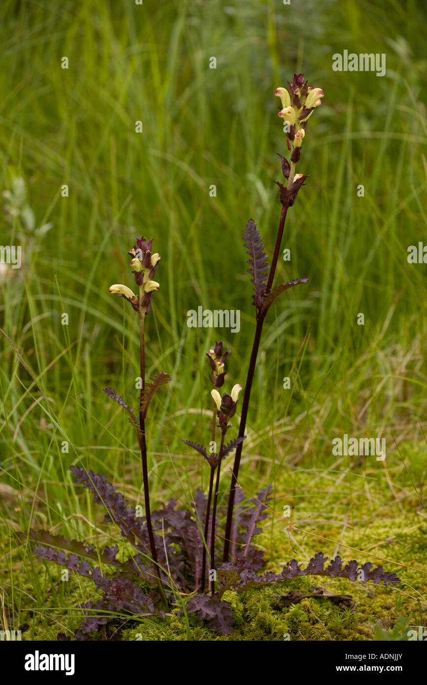 Moor king Pedicularis sceptrum-carolinae A northern lousewort Sweden Stock Photo