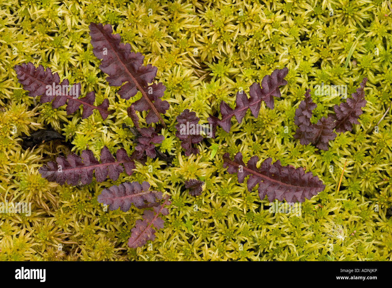Moor-king lousewort (Pedicularis sceptrum-carolinum) growing on bog surface, leaves only, Sweden, Europe Stock Photo