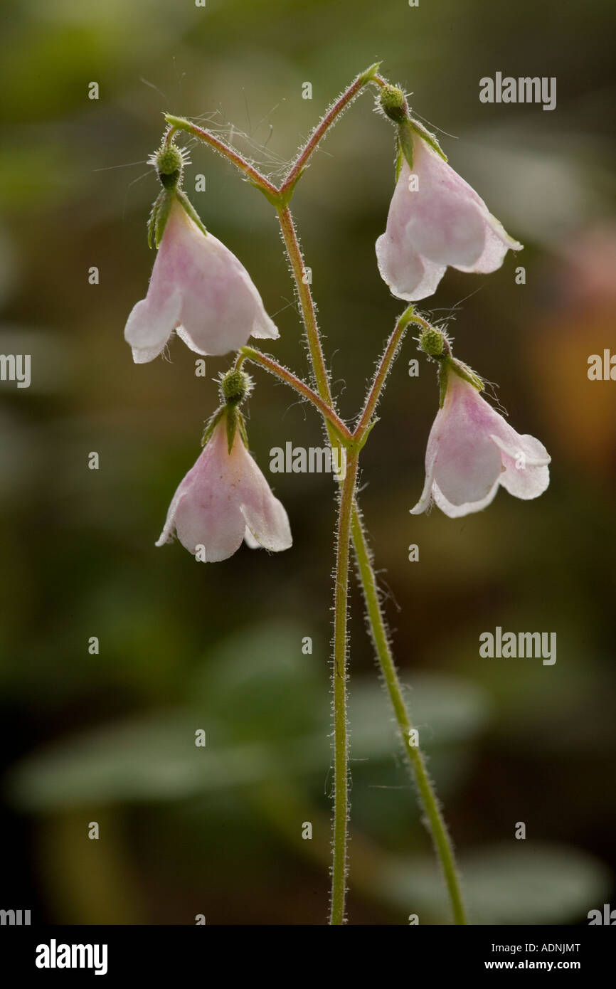 Twinflower (Linnaea borealis) in flower, close-up. Very rare in Scotland Stock Photo