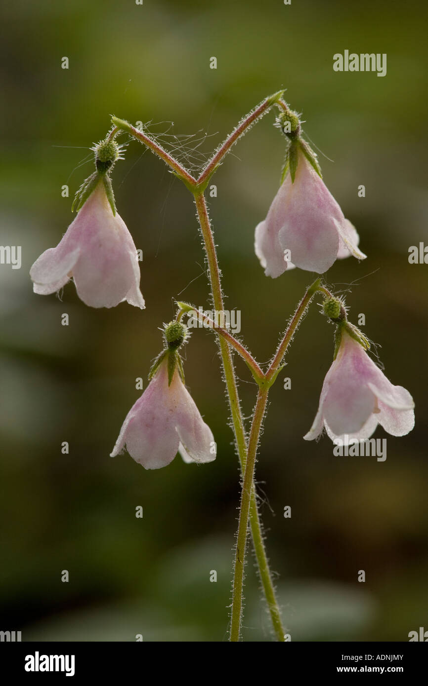 Twinflower Linnaea borealis in flower Very rare in Scotland Stock Photo