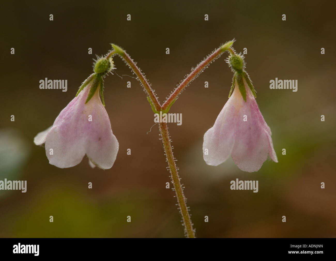 Twinflower Linnaea borealis in flower Very rare in Scotland Stock Photo