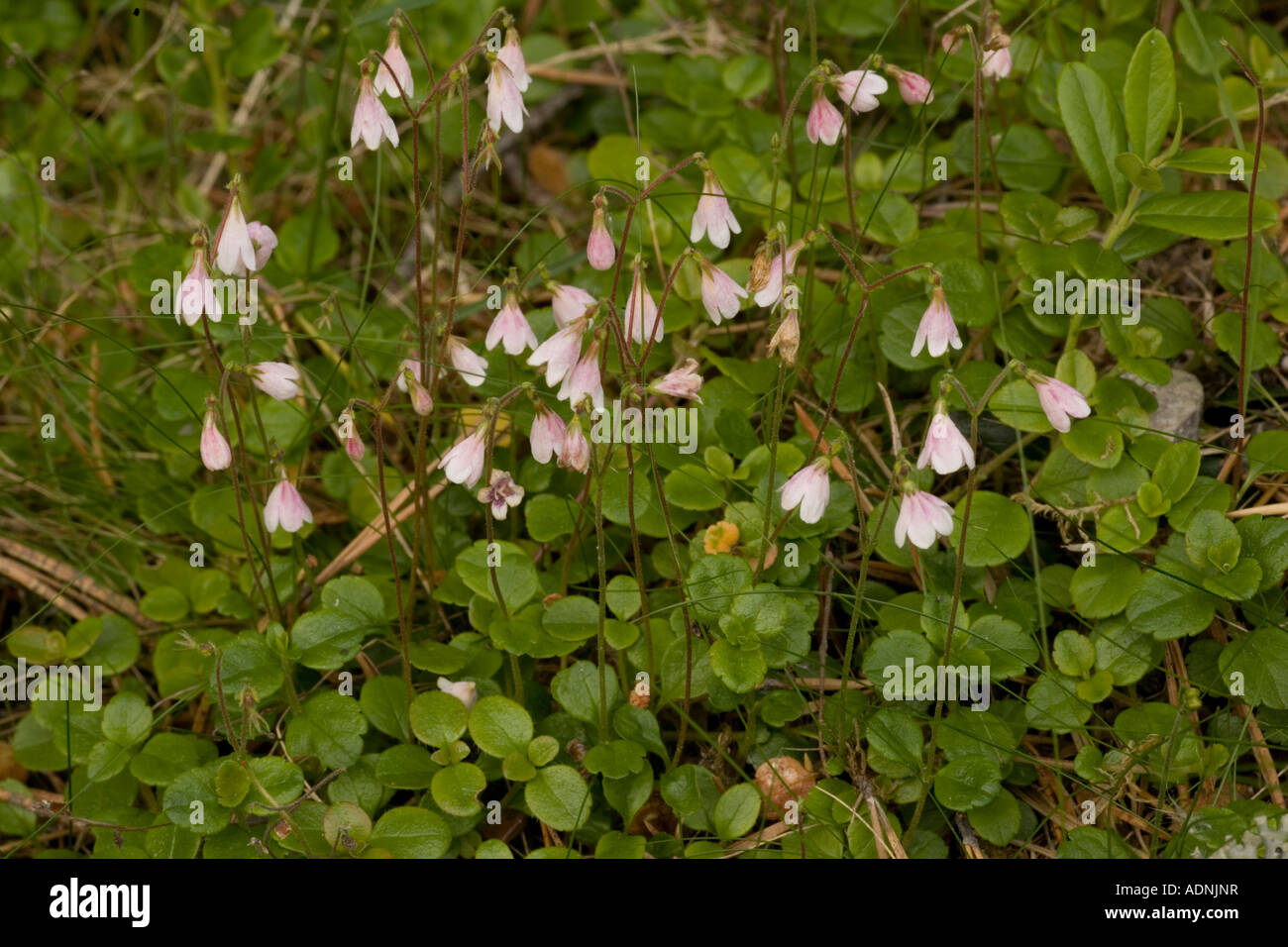 Twinflower Linnaea borealis in flower Very rare in Scotland Stock Photo