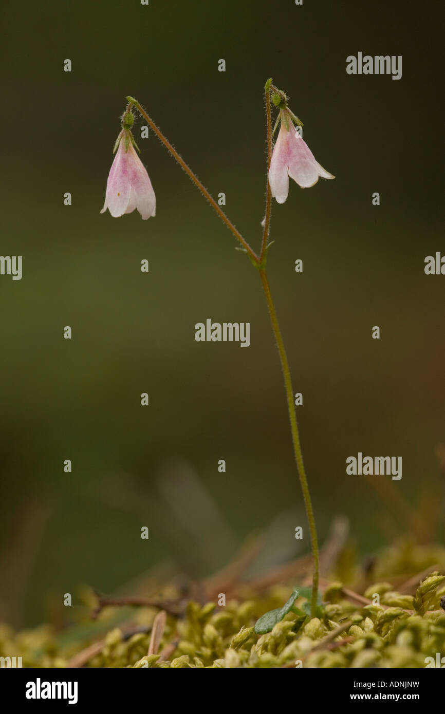 Twinflower (Linnaea borealis) in flower, close-up. Very rare in Scotland Stock Photo