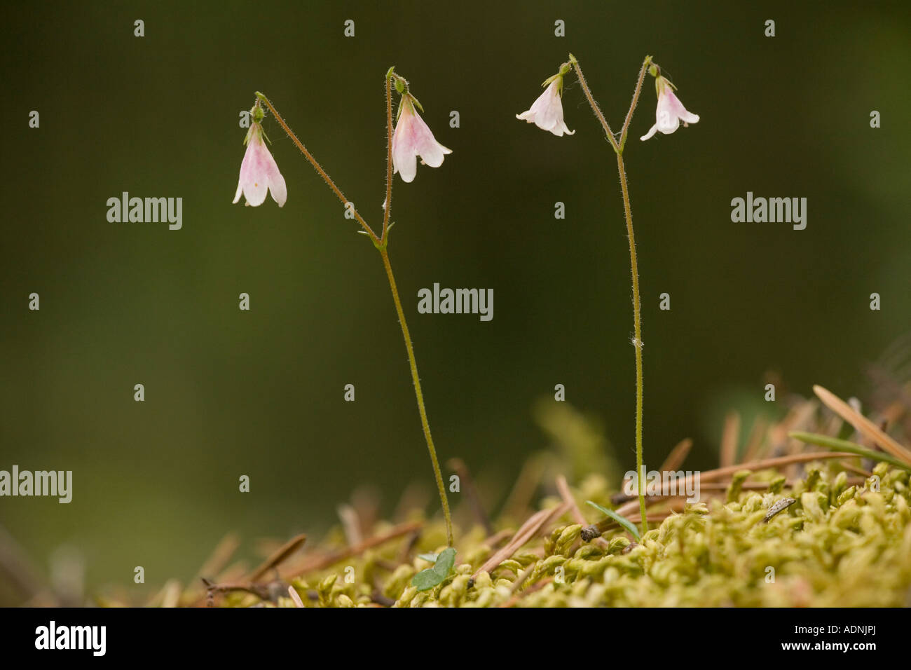 Twinflower Linnaea borealis in flower Very rare in Scotland Stock Photo