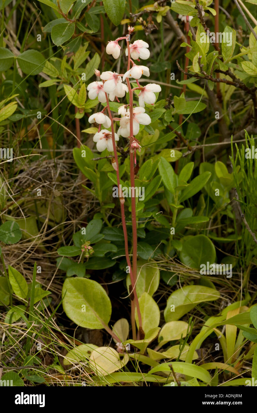 Round leaved wintergreen, Pyrola rotundifolia in flower Stock Photo
