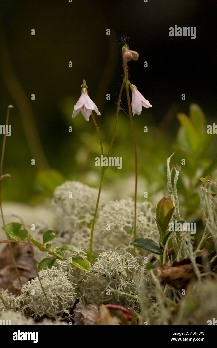 Twinflower twin flower plant hires stock photography and images Alamy