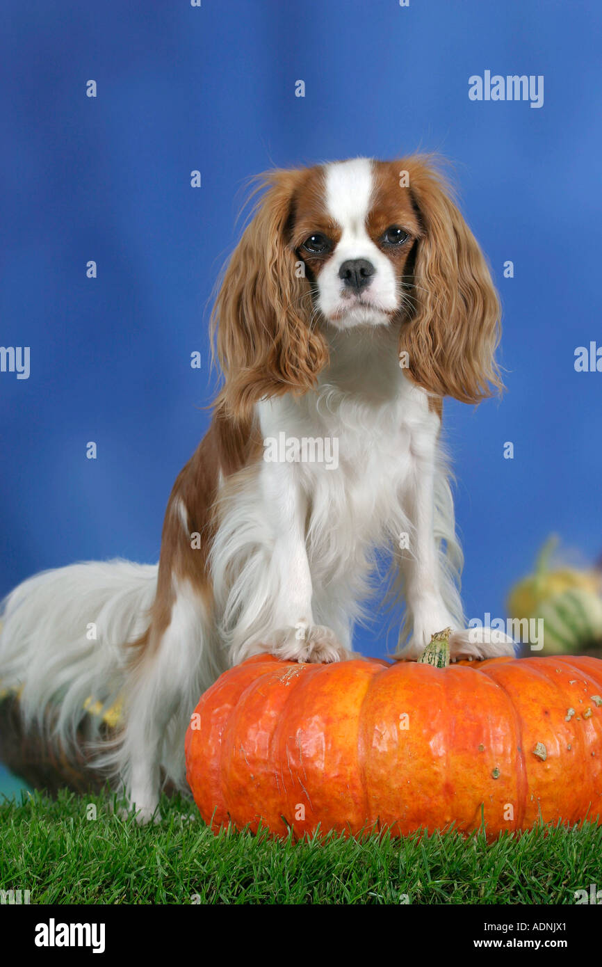 cavalier king charles pumpkin