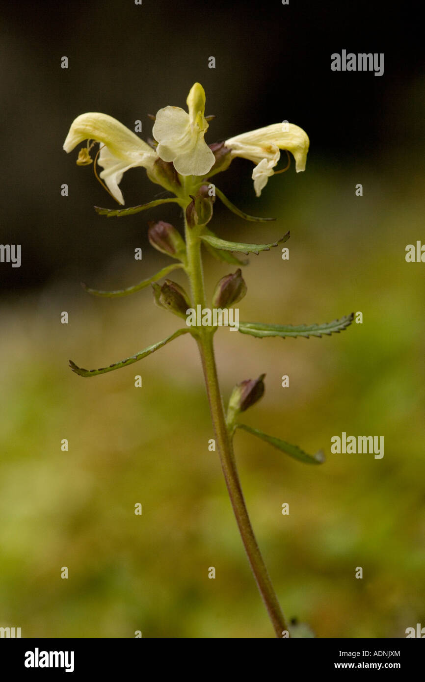 Lapland lousewort, Pedicularis lapponica, in flower Norway Stock Photo
