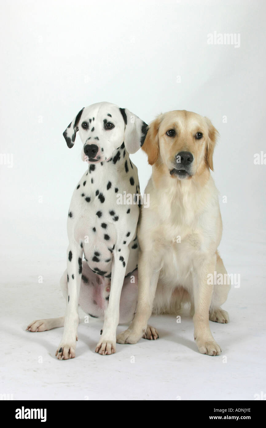Dalmatian golden retriever hot sale