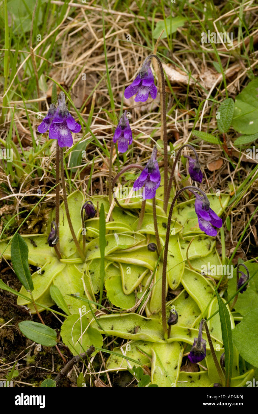 Home & Garden Plants & Seedlings seeds 30 Common Butterwort Pinguicula