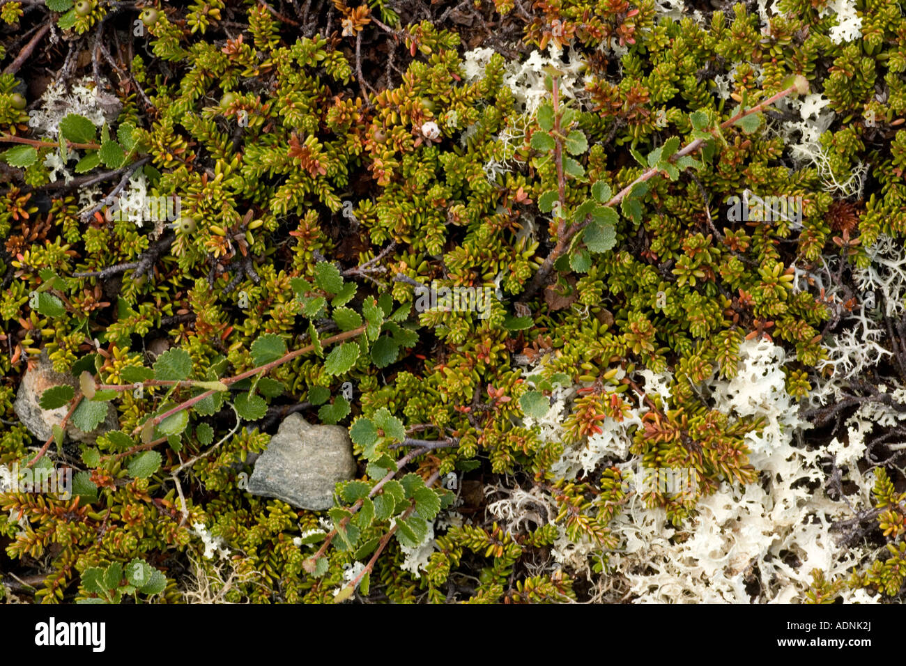 Arctic tundra with dwarf birch Betula nana crowberry Empetrum hermaphroditum and a lichen Cetraria nivalis Norway Stock Photo