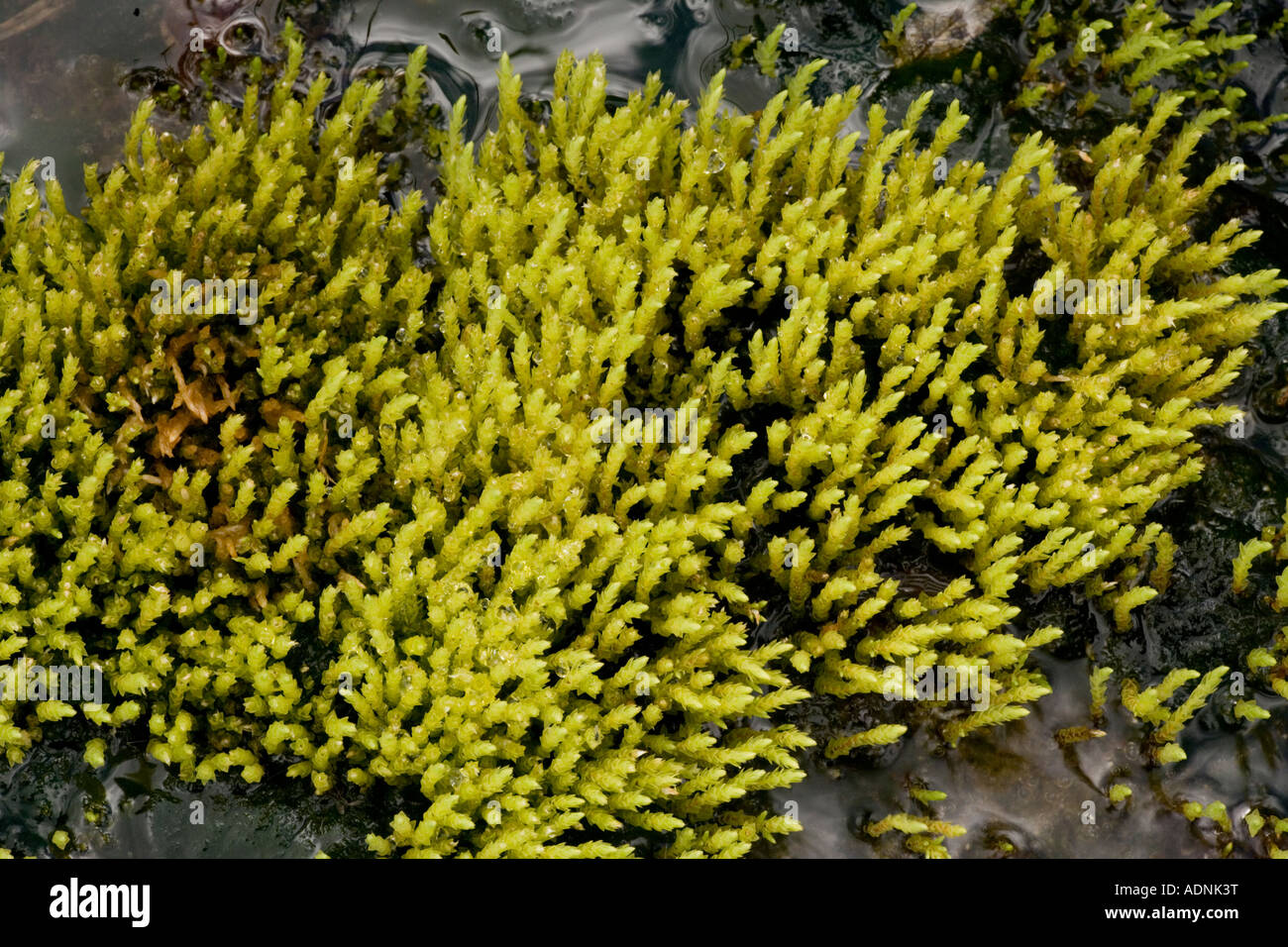 An upland moss Philonotis fontana Scotland Stock Photo