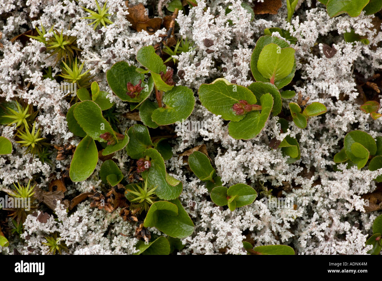 Dwarf willow Salix herbacea in arctic tundra Norway, amongst lichens Stock Photo