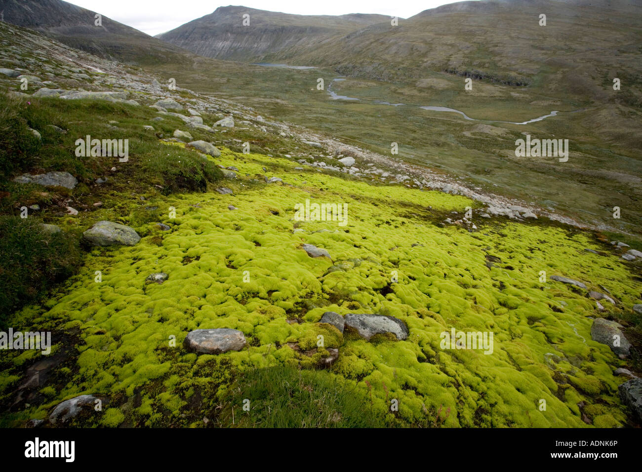 Mossy hillside bog dominated by the moss Philonotis fontana Norway Dovrefjell National Park Stock Photo