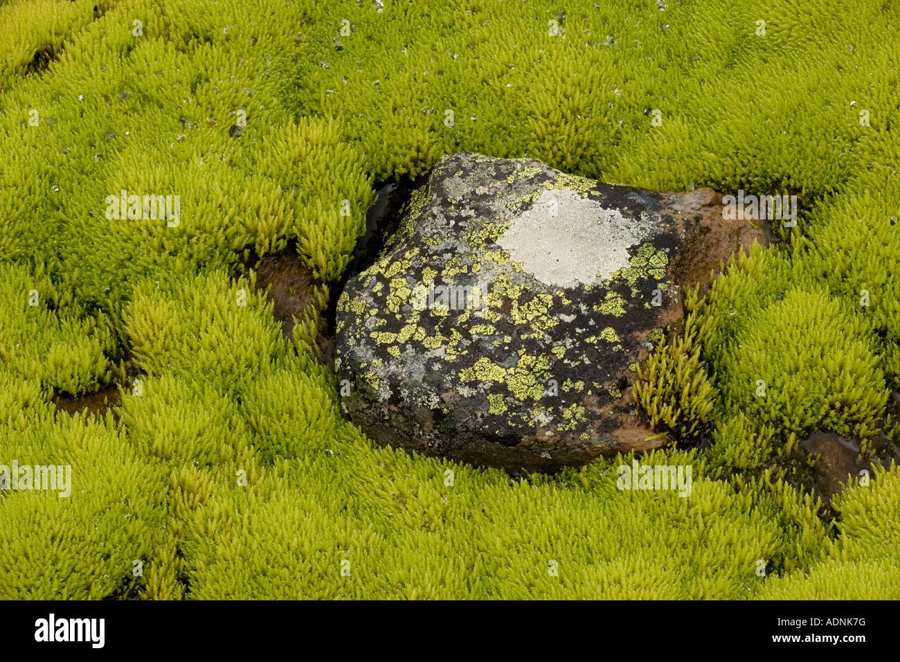 Mossy hillside bog dominated by philonotis fontana moss, Dovrefjell National Park, Norway, Europe Stock Photo