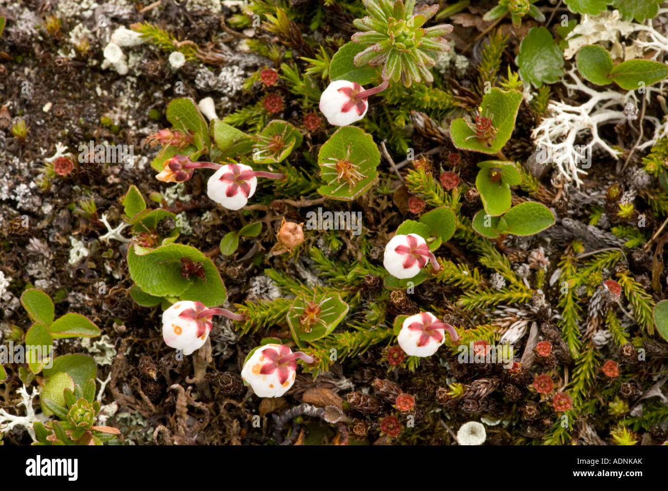 Mossy cassiope Cassiope hypnoides in arctic Norway Stock Photo