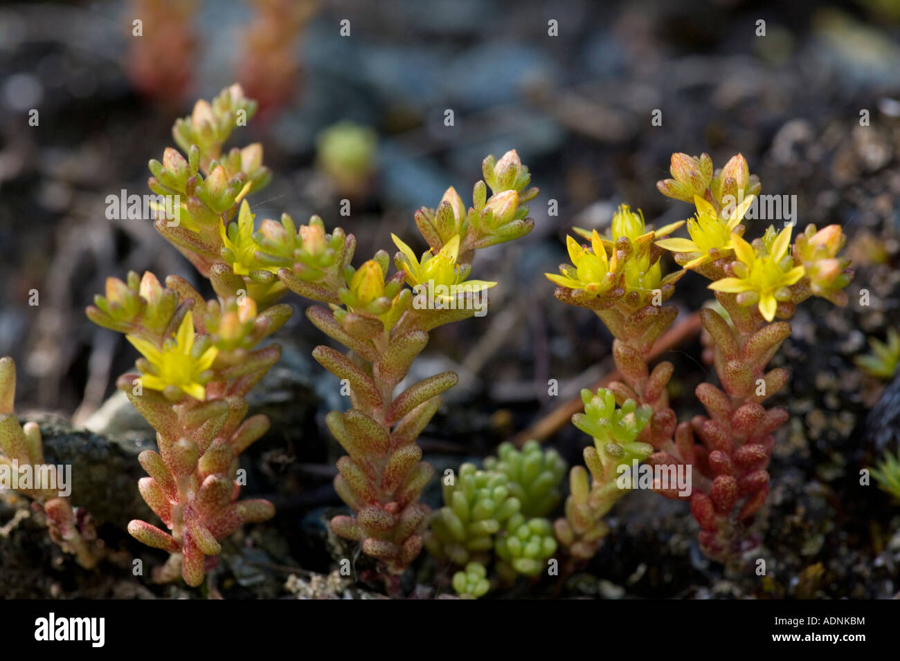 Annual stonecrop Sedum annuum mountains of Norway Stock Photo