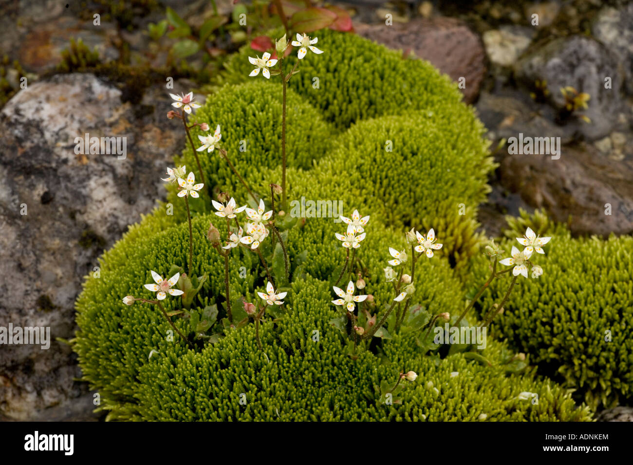 Starry saxifrage, Saxifraga stellaris, in mossy flush with Philonotis fontana Scotland Stock Photo