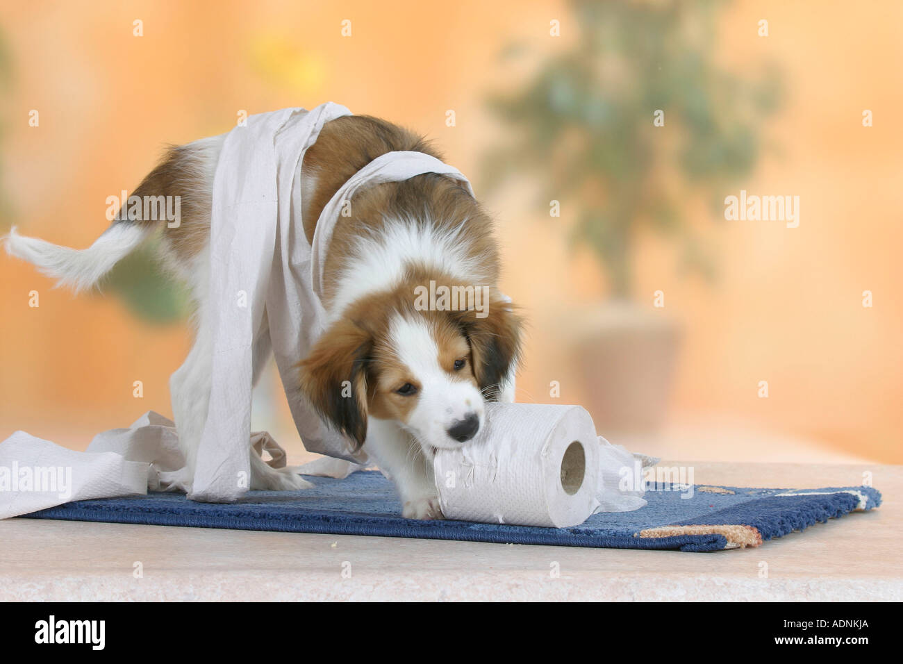 Can Dogs Play With Toilet Paper Rolls