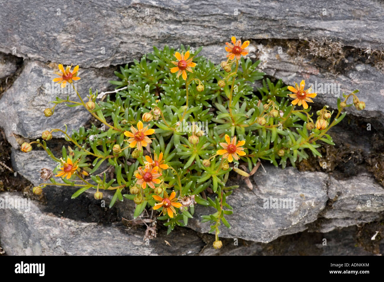 Yellow saxifrage, Saxifraga aizoides, dark form, Sweden Stock Photo