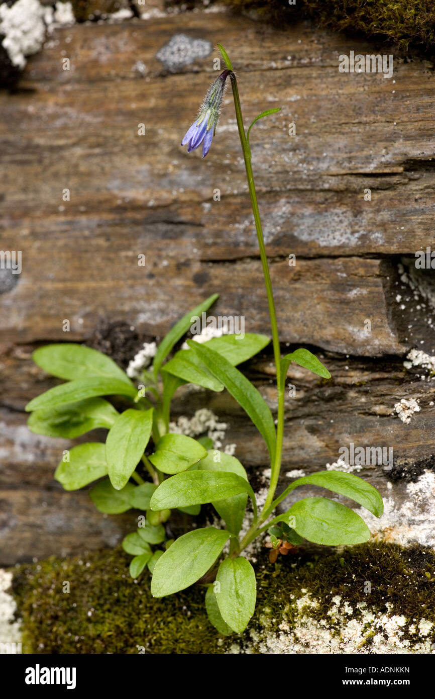 Arctic bellflower Campanula uniflora Sweden Stock Photo