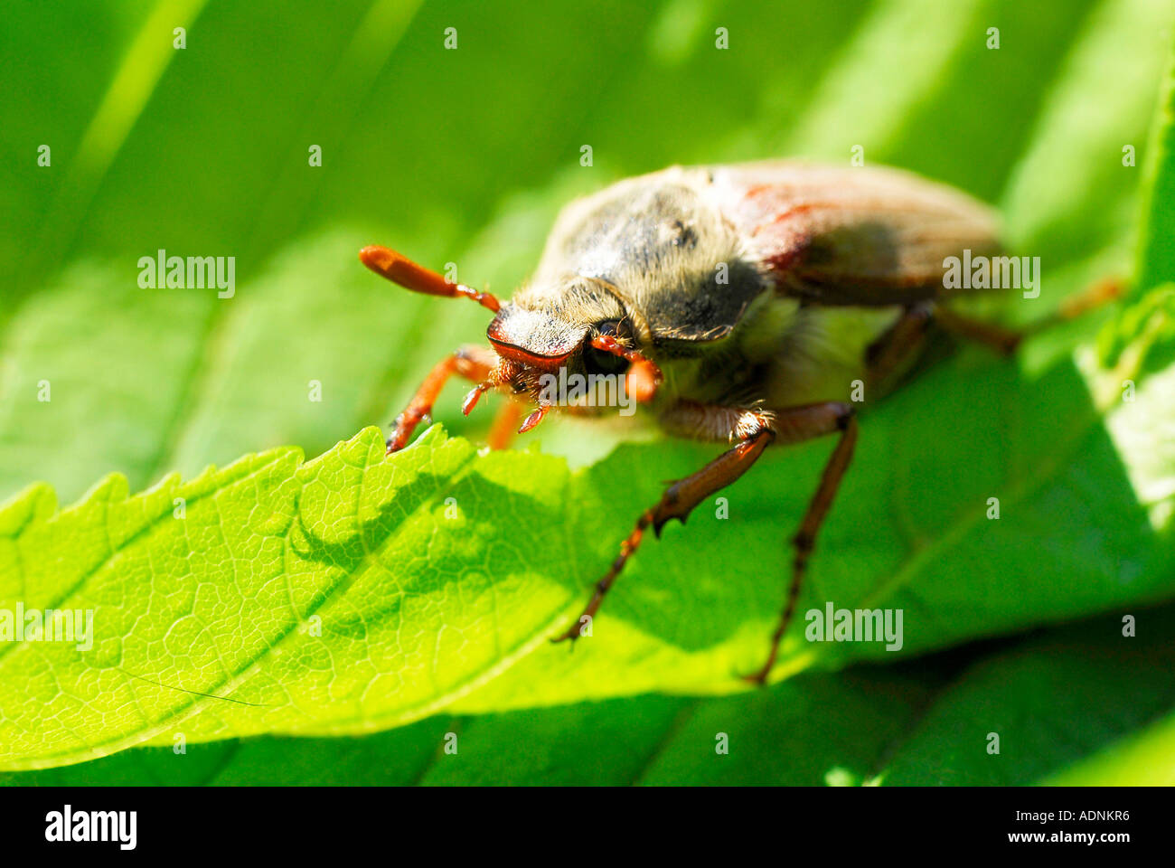 May beetle melolontha melolontha Stock Photo - Alamy