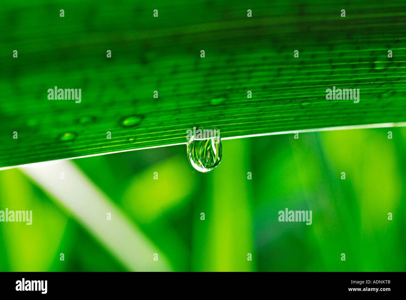 Dew drop on a leaf Stock Photo