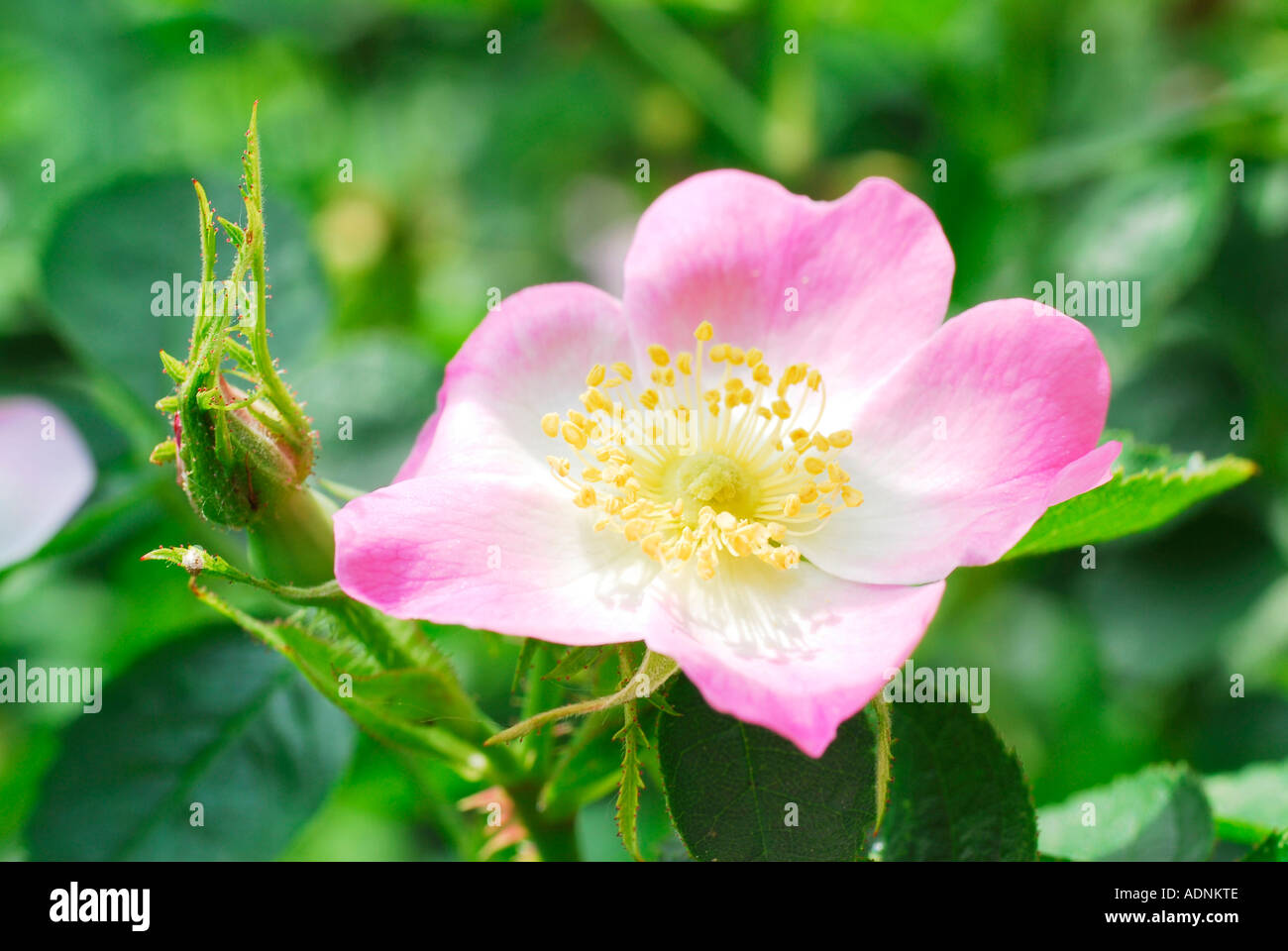 Blossom of the rose rosa rubiginosa Stock Photo