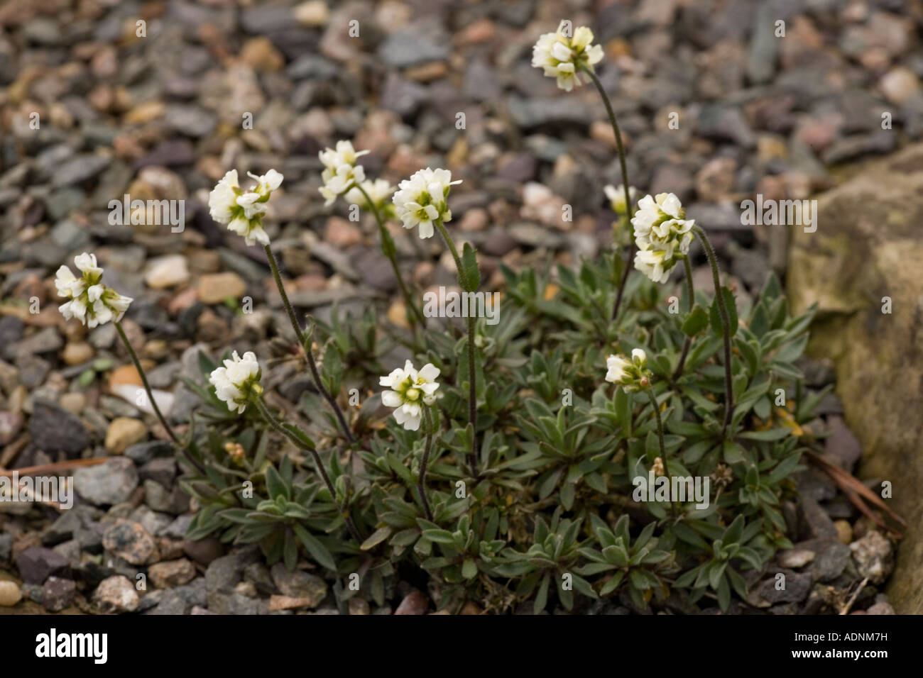 An arctic rock cress, Draba daurica ssp arctica, arctic Europe Stock Photo