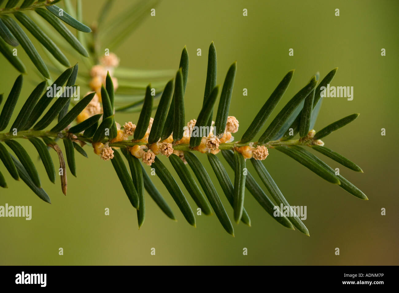 Common yew (Taxus baccata) male flowers, close-up Stock Photo