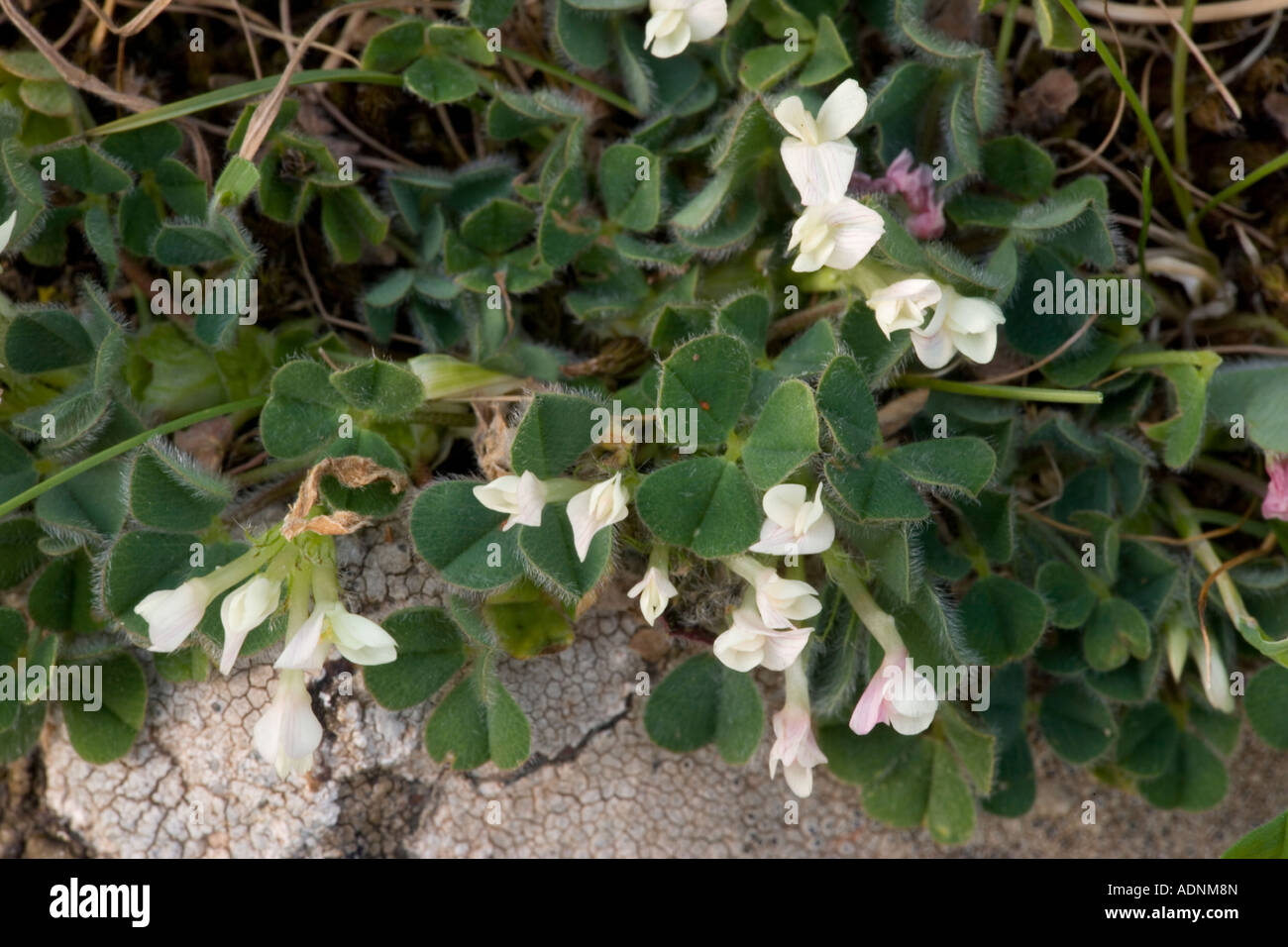 Subterranean clover Trifolium subterraneum Dorset Stock Photo