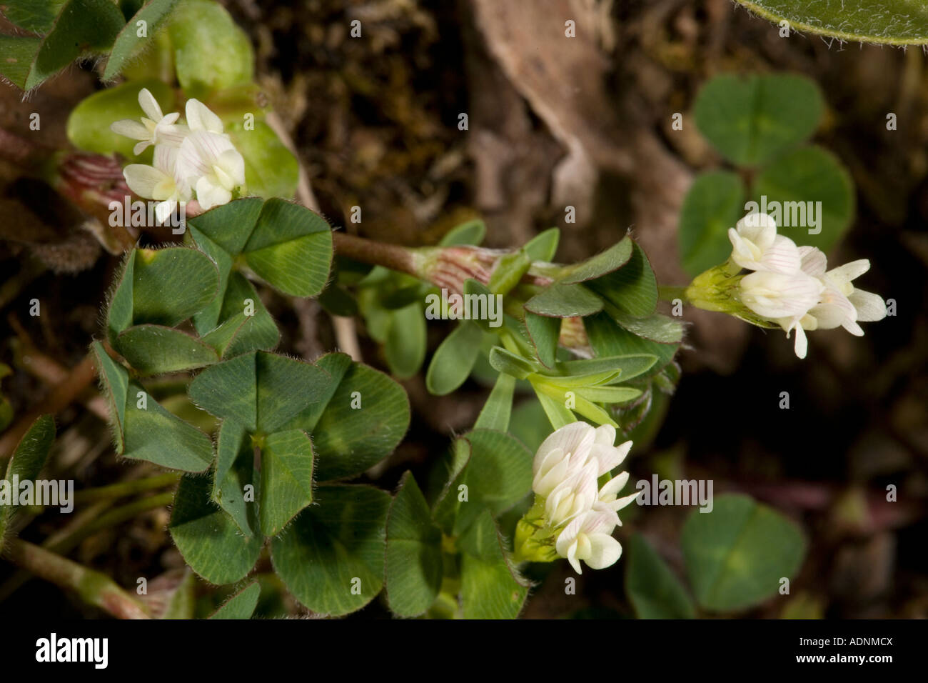 Subterranean clover, Trifolium subterraneum, Hants Stock Photo