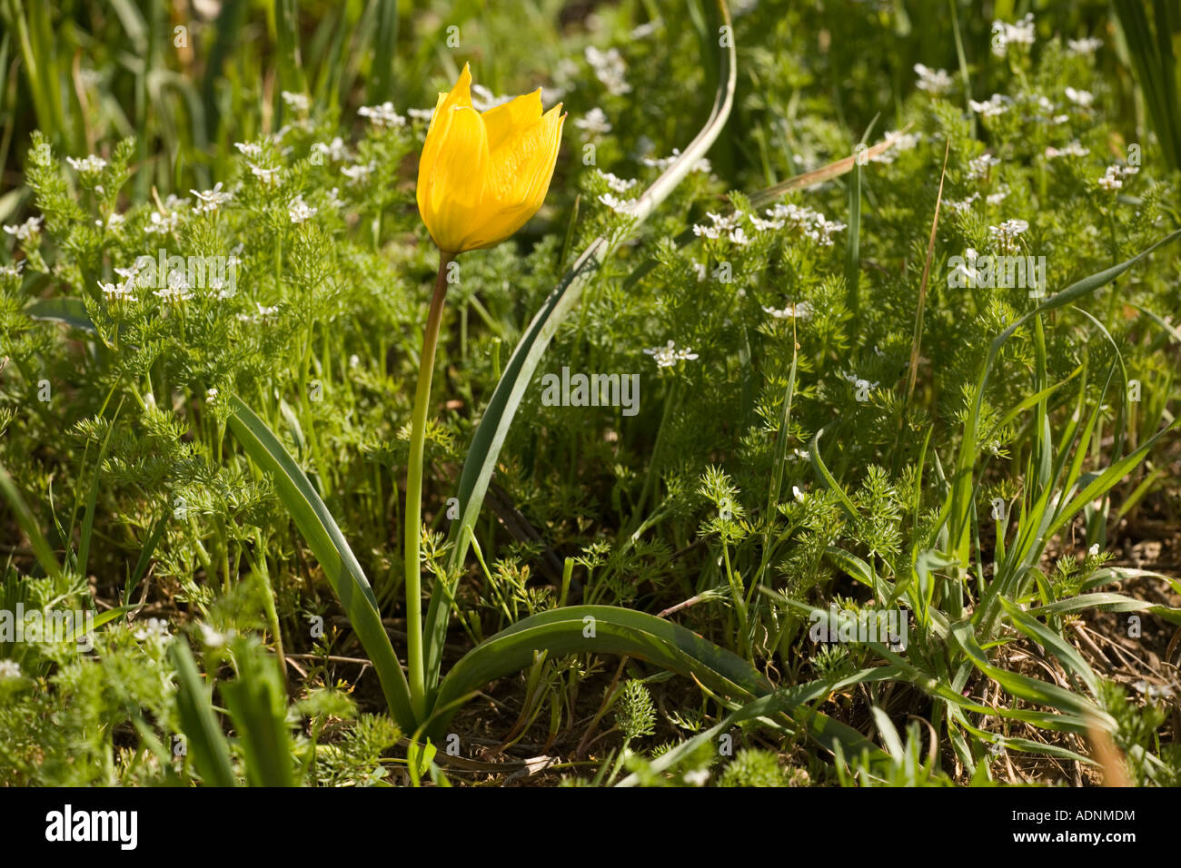 Wild tulip, Tulipa sylvestris, Sicily Stock Photo