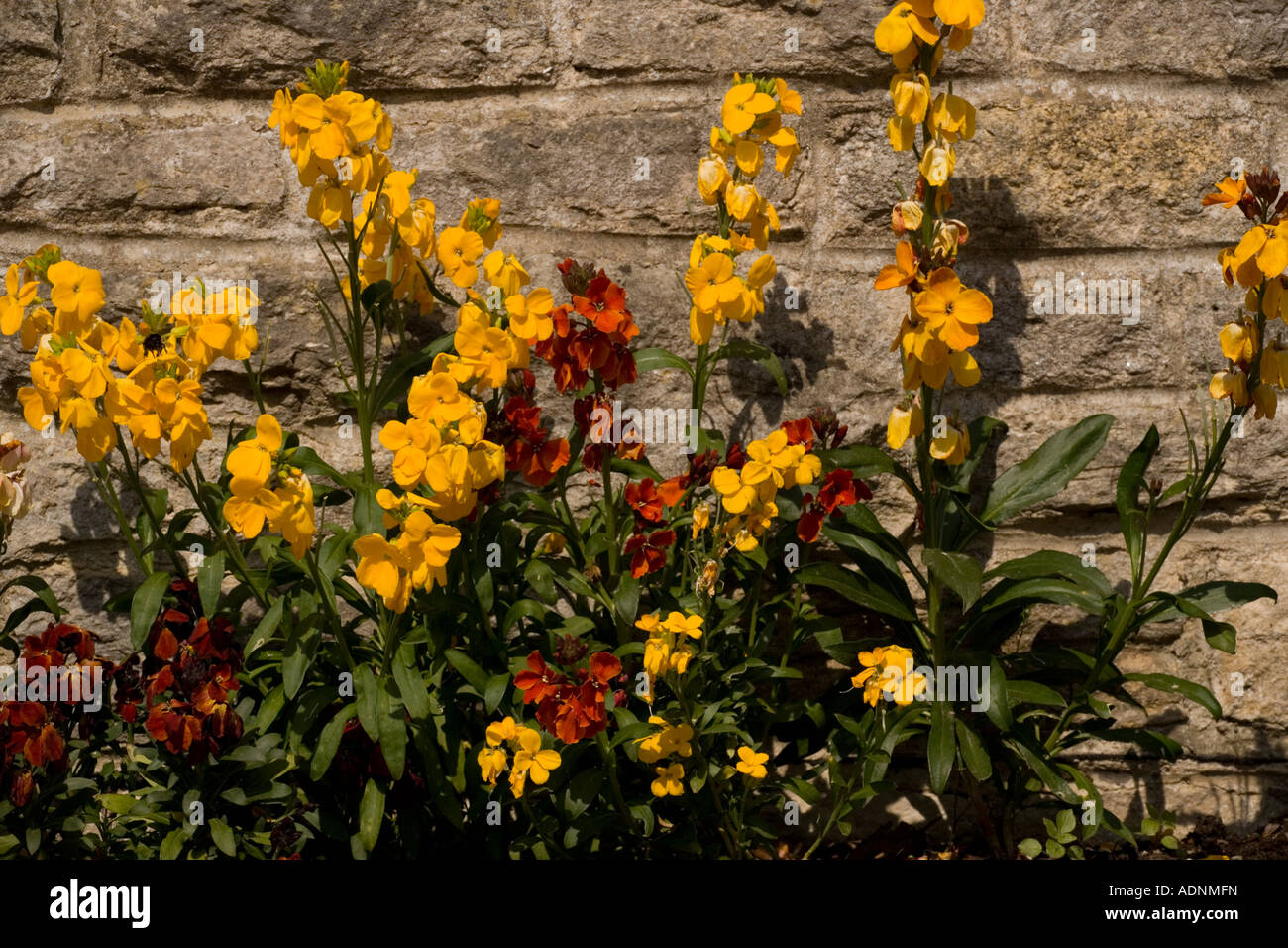 Wallflowers (Cheiranthus cheiri) growing on a wall, Dorset, England, UK Stock Photo
